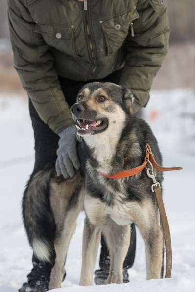Собака в добрые руки в Екатеринбурге фото 4