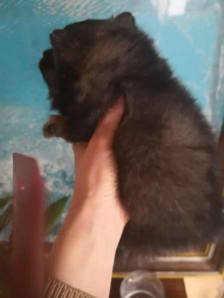 Мини-мишка девочка померанского шпица. Крошечная в фото 23