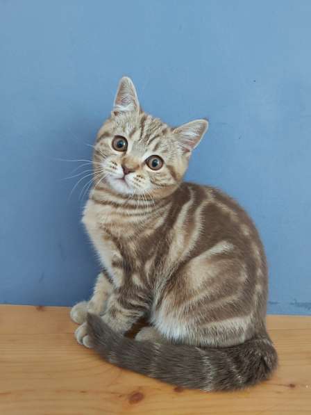 Süßes schottisches Kätzchen mit geraden Ohren в фото 15