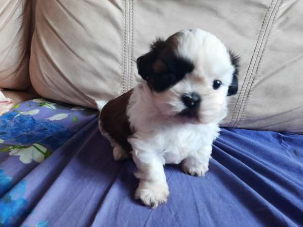 Резерв на щенка