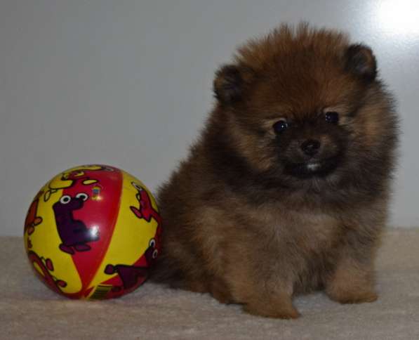 Лапочка в Одинцово фото 19