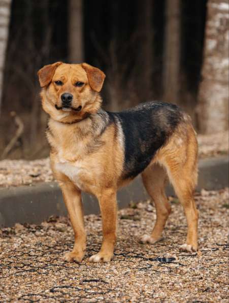 Очаровательная мини-рыжуля Лола ищет дом