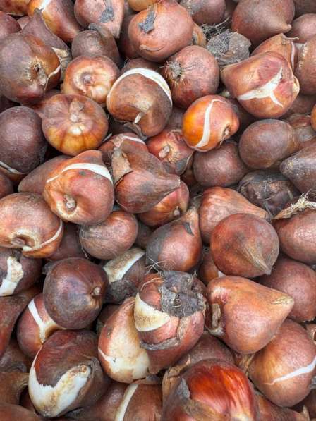 Луковицы тюльпана оптом