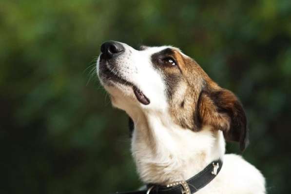 Познакомьтесь с невероятно спокойным и умным Арни! в Москве фото 3