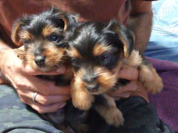 Продажа щенков Йорка в Москве фото 7