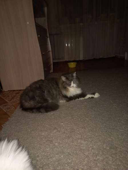 Кот сибиряк,4 года в Новосибирске фото 66