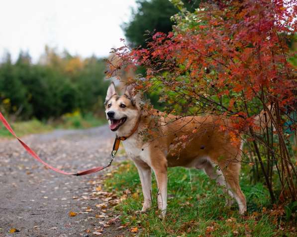 Красивый активный пёс Маффин ищет дом в Санкт-Петербурге