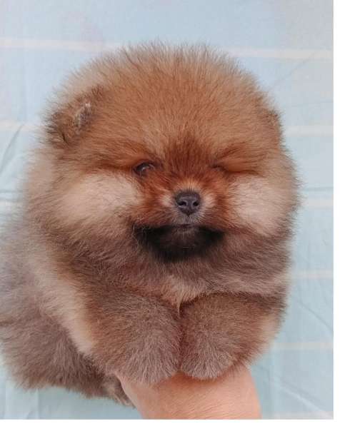 Pomeranski Mini Shpic Pomeranian Spitz Померанские Мини шпиц в фото 40