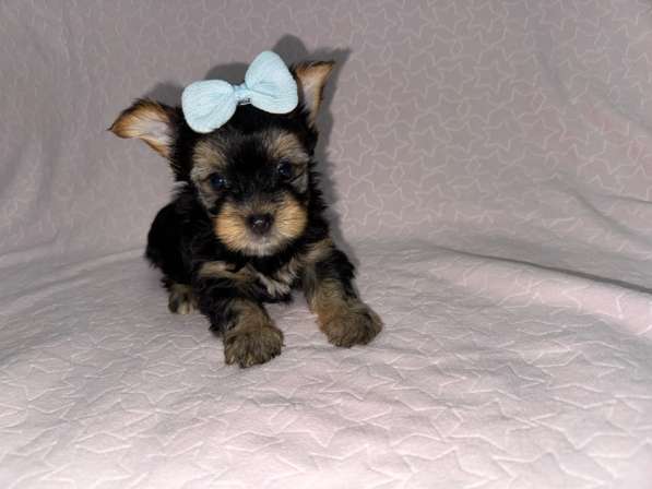 Бивер Йорк щенки в Москве