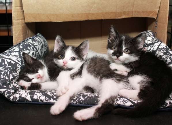 Котята в добрые руки в Троицке
