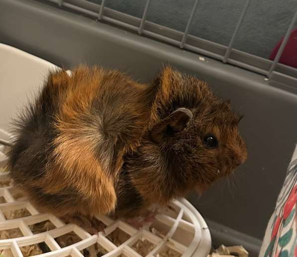 Перуанские морские свинки