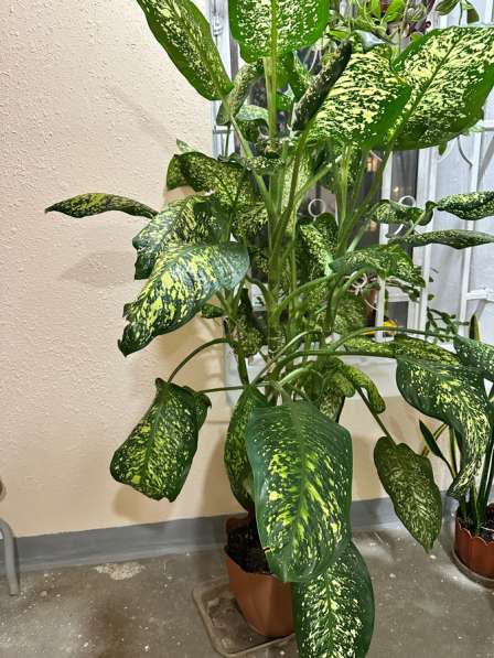 Комнатные растения в Москве