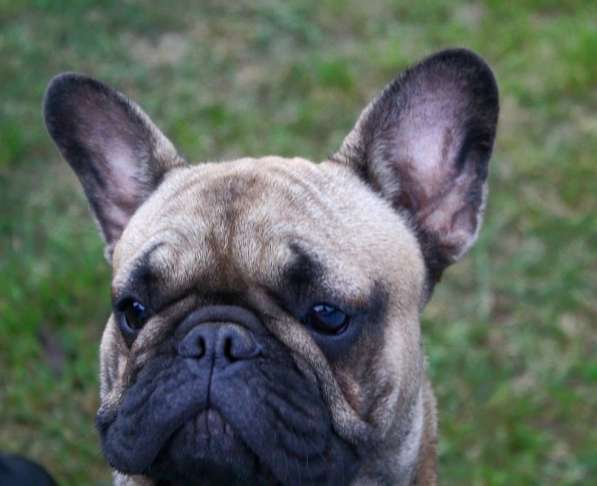 Подрощенная девочка француженка в Москве