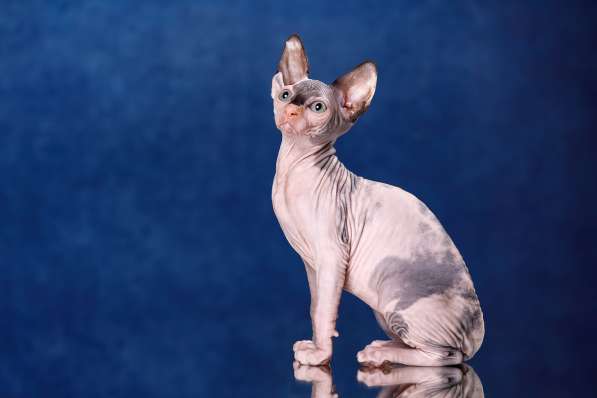 Эльфы, Двэльфы, бамбино или сфинксы - магические кошки в Керчи фото 12
