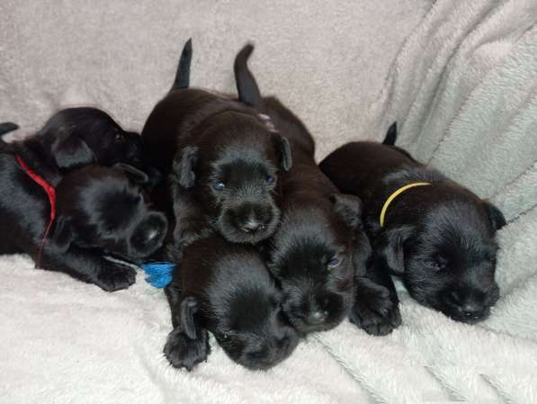 Цвергшнауцер черный щенок в Перми