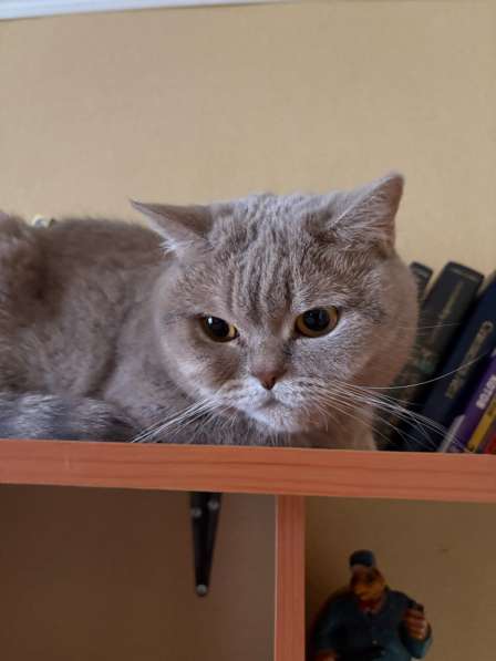 Отдам кошку в добрые руки