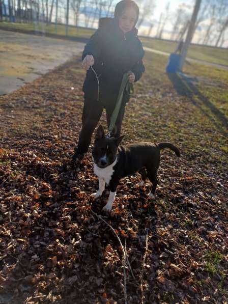 Отдам в добрые руки связи переездом