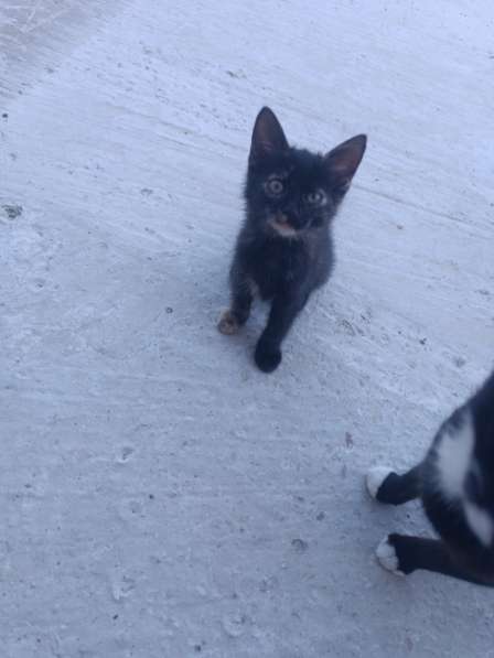 Котята даром