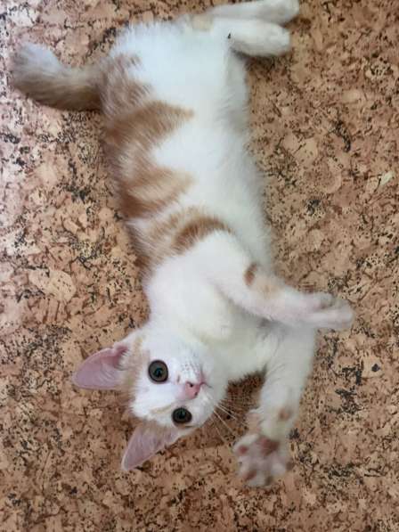 Курильский бобтейл в добрые руки в Твери фото 3