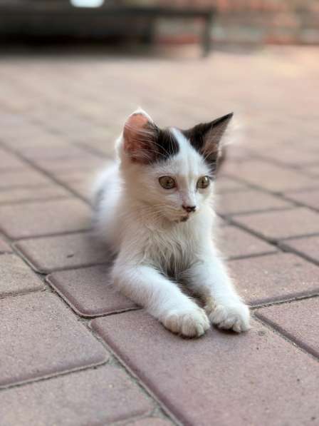 Котенок в Ростове-на-Дону