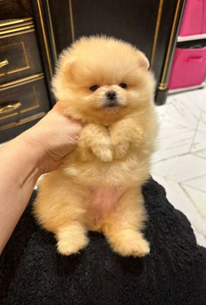 Pomeranski Mini Shpic Pomeranian Spitz Померанские Мини шпиц в фото 9