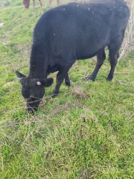 Продаётся коровы