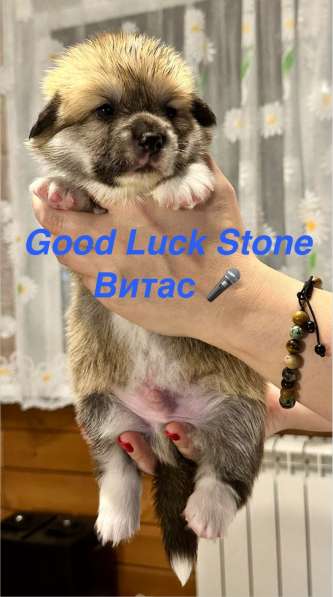 Перспективные щенки Вельш Корги Пемброк в Санкт-Петербурге