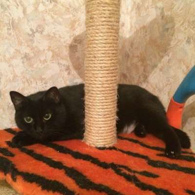 Отдам даром Черная ночка - Марта в Санкт-Петербурге фото 4