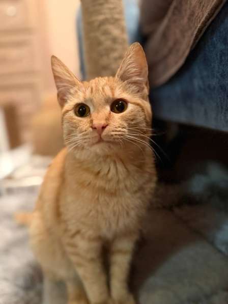 Хороший ласковый котёнок-рыжик в Санкт-Петербурге фото 6