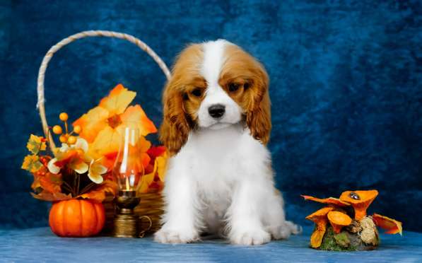 Кавалер Кинг Чарльз спаниель -щенок в Ярославле фото 3