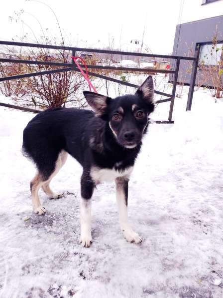 Ищет дом крошка-собачка весом 6 кг в Санкт-Петербурге фото 11