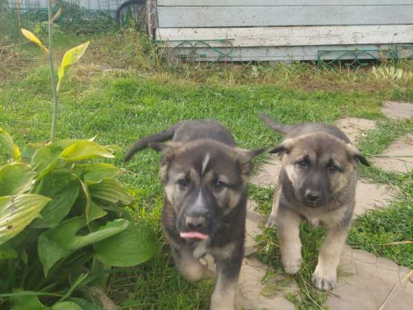 Продаю щенков