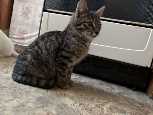 Кошка в добрые руки в Люберцы