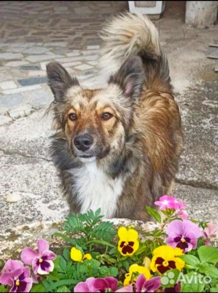 Маленькая идеальная собачка в Санкт-Петербурге фото 18