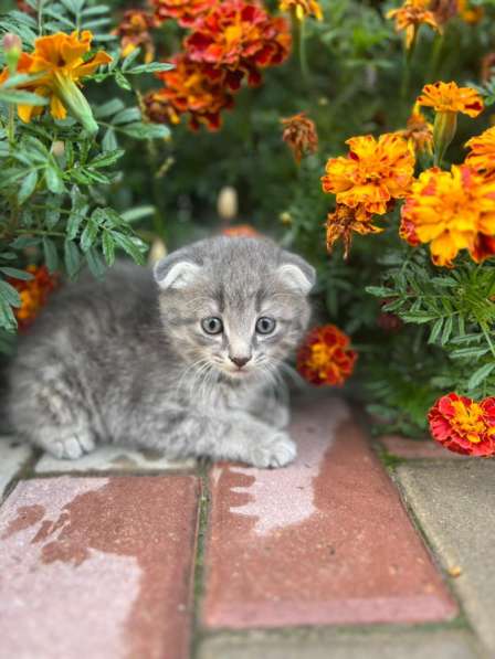 Котята 1,5 месяца