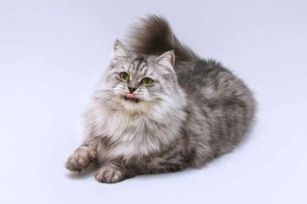 Яркая красавица кошка Мисо в добрые руки в Москве фото 3