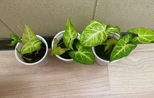 Сансавиерии сортовые в Ставрополе