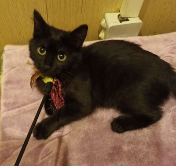 Черный котенок девочка в дар в Москве