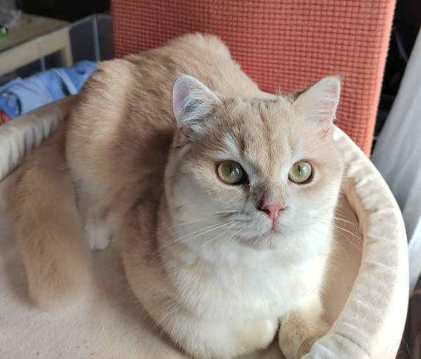 Котенок Viktor британская золотая шиншилла