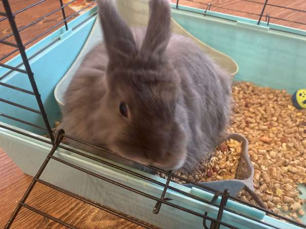 Декоративный кролик в Прокопьевске