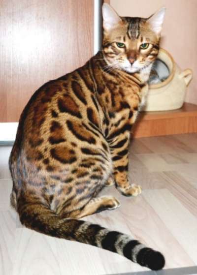 Бенгальская кошка для Вас! в Калининграде фото 12