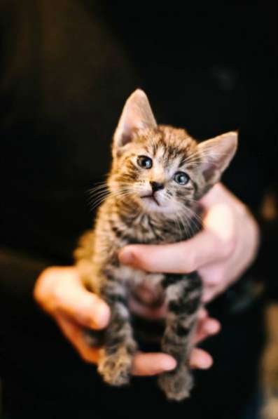 Отдам даром Очаровательные малыши ищут дом в Санкт-Петербурге фото 6