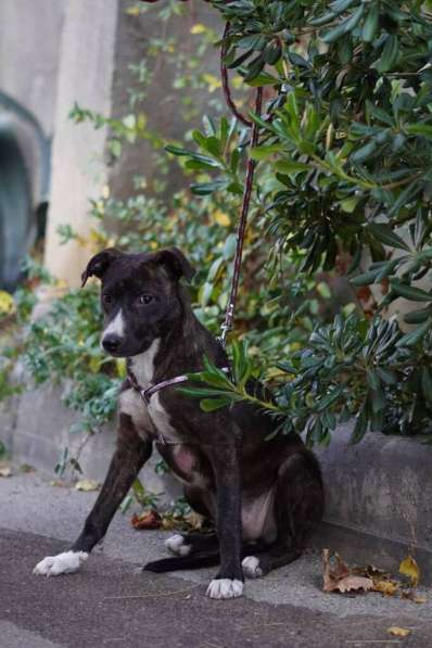 Миниатюрная собачка Хиппи в добрые руки в Москве