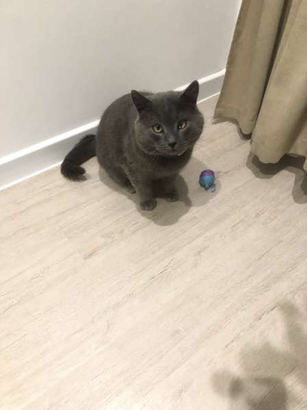 Пристраиваем кота в Ижевске