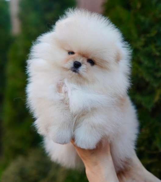 Pomeranski Mini Shpic Pomeranian Spitz Померанские Мини шпиц в фото 7