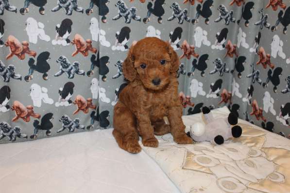 Щенки красного той-пуделя в Москве фото 3