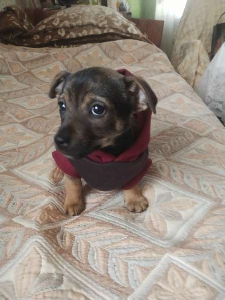 Две маленькие кнопки ищут дом в Санкт-Петербурге фото 8