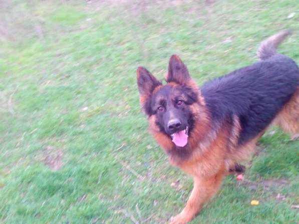 Отличный Кобель немецкой длинношерстной овчарки в Алуште фото 24