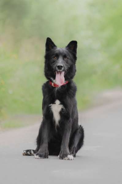 Красивый чёрный пёс в добрые руки в Москве фото 8