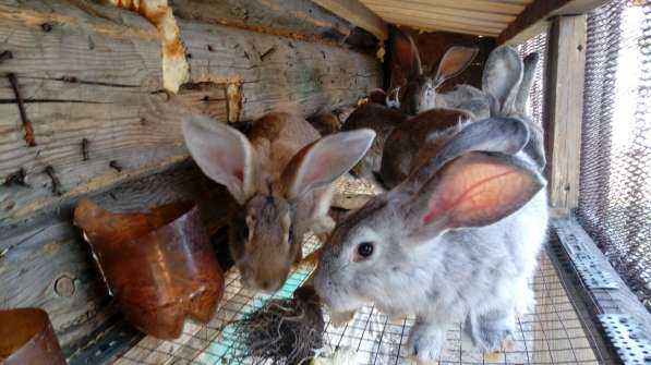 Кролики, Фландр, Сибирская Шиншила в Омске